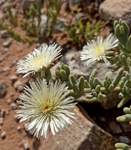Silver Dropfig (Mesembryanthemum nitidum)