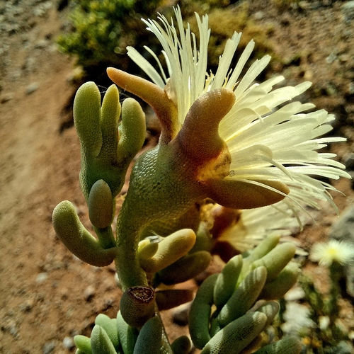 Image of Mesembryanthemum nitidum by (c) kevin koen, some rights reserved (CC BY-SA)