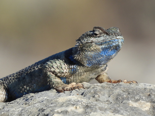 Crevice Spiny Lizard, Sceloporus poinsettii