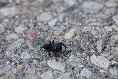 Sphodros niger