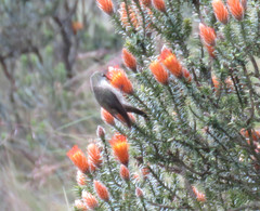 Oreotrochilus chimborazo