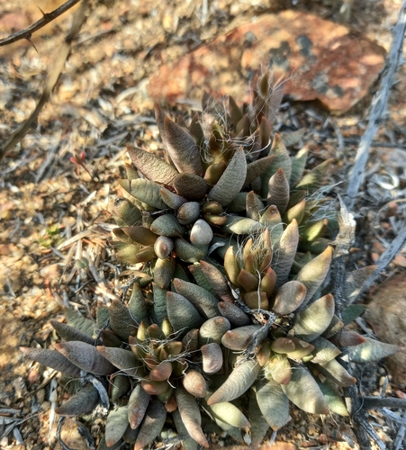 Anacampseros lanceolata