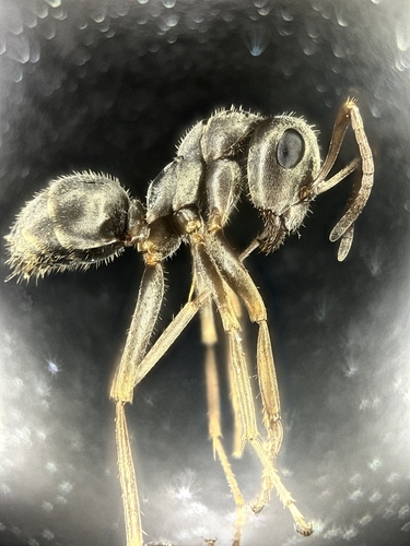 Formica torrentium
