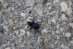 Sphodros niger
