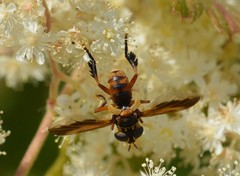 Trichopoda