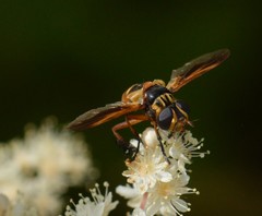 Trichopoda