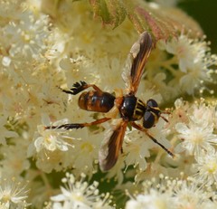 Trichopoda