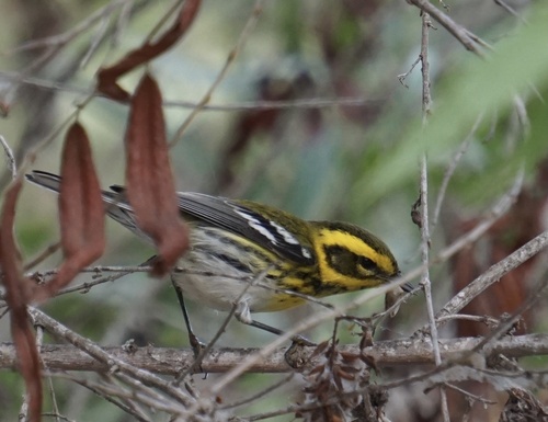 iNaturalist observation photo of Townsend's Warbler