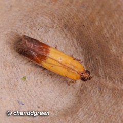 Piesmopoda semilutea