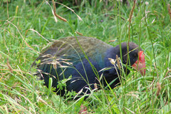 Porphyrio hochstetteri