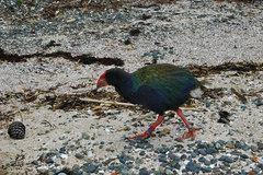 Porphyrio hochstetteri