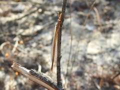Macronemurus appendiculatus