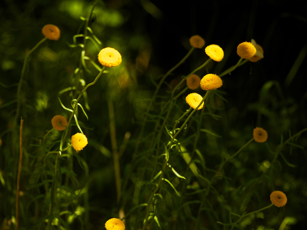 Leucanthemum discoideum
