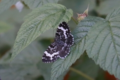 Rheumaptera hastata