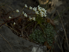 Saxifraga cochlearis