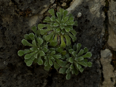 Saxifraga cochlearis