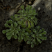 Saxifraga cochlearis - Photo (c) Giacomo Gola, some rights reserved (CC BY-NC), uploaded by Giacomo Gola