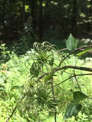 Clematis viorna