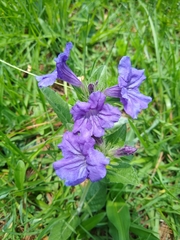 Ruellia lactea