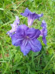 Ruellia lactea