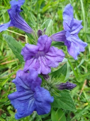 Ruellia lactea