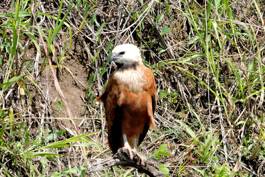 Busarellus nigricollis leucocephalus