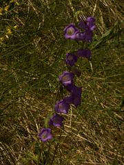 Campanula medium