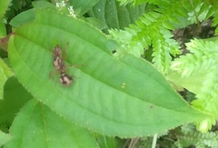 Acromyrmex coronatus