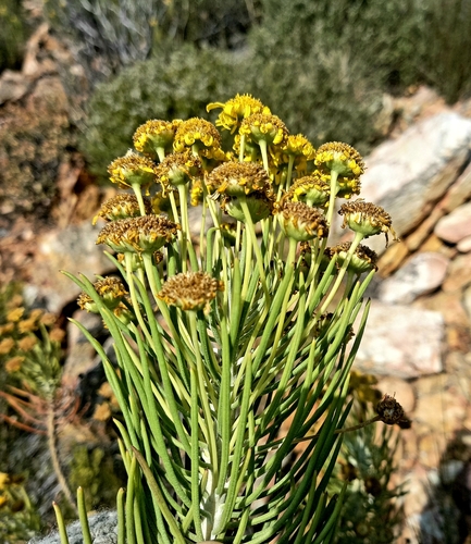 Image of Euryops tenuissimus by (c) kevin koen, some rights reserved (CC BY-SA)