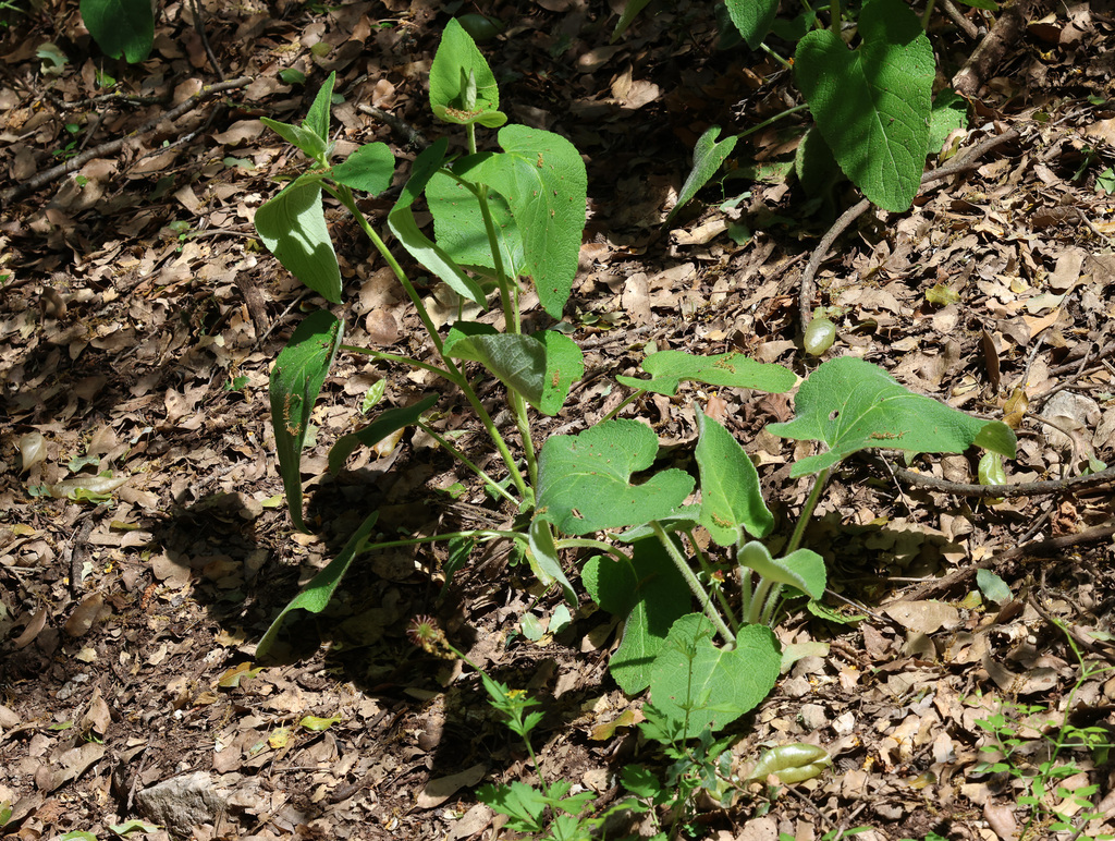 Phlomis samia; photograph (c) Joey Bom, some rights reserved (CC BY)