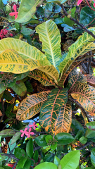 Codiaeum variegatum