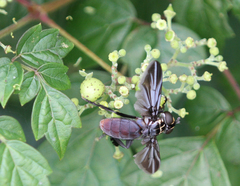 Trichopoda lanipes