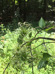 Clematis viorna