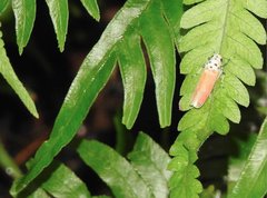 Bothrogonia ferruginea