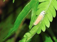Bothrogonia ferruginea