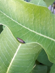 Ectobius lapponicus