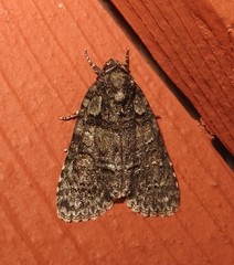 Acronicta modica