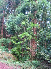 Vaccinium cylindraceum