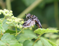 Trichopoda lanipes