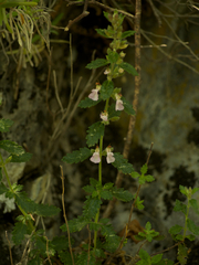 Teucrium scordium