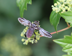 Trichopoda lanipes
