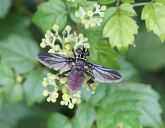 Trichopoda lanipes