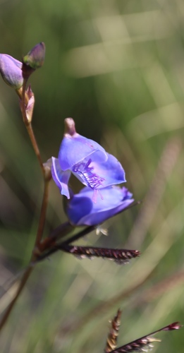 Image of Disa baurii by (c) Tony Rebelo, some rights reserved (CC BY-SA)