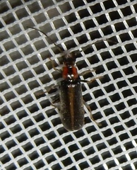 Rhagonycha