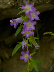 Campanula medium