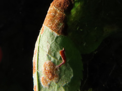 Eriophyes distinguendus