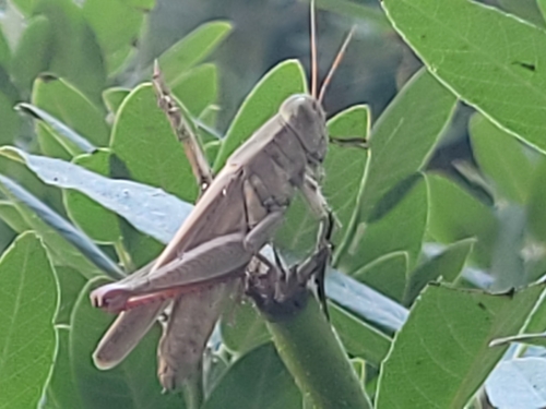 Yarrow's Grasshopper photo 6