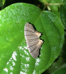 Orudiza protheclaria