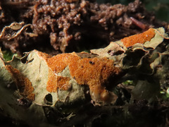 Eriophyes distinguendus