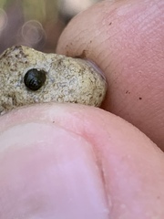 Pyrgulopsis